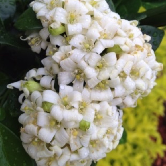 Meet your Posher, Jinny - Picture 1 of 5